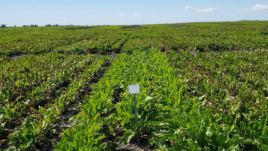 New Cercospora trait performance, September, Foxhome, North Dakota.