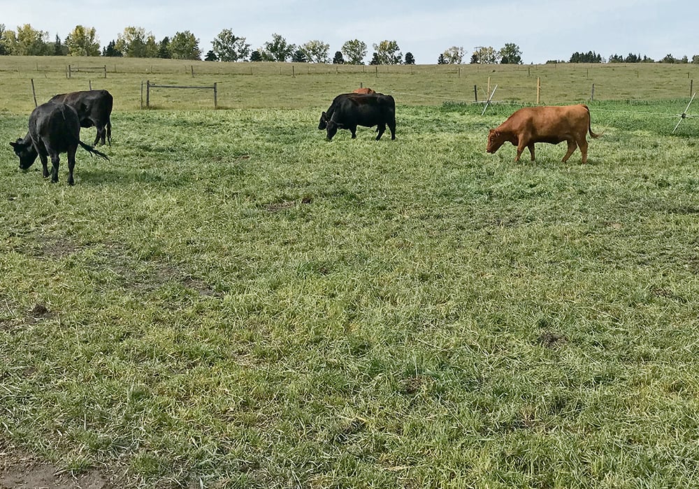 hybrid rye for cattle