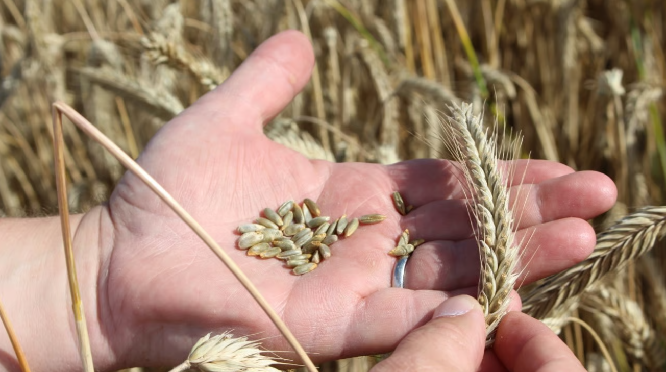 hand holding hybrid rye