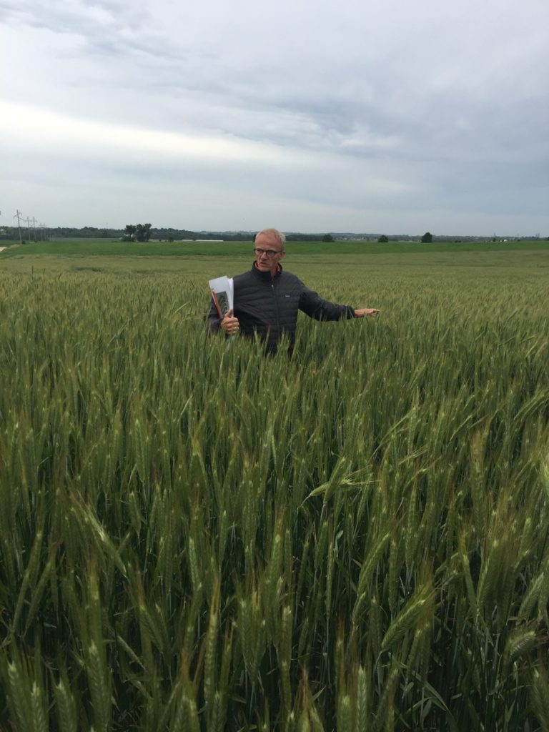 man in a hybrid rye field