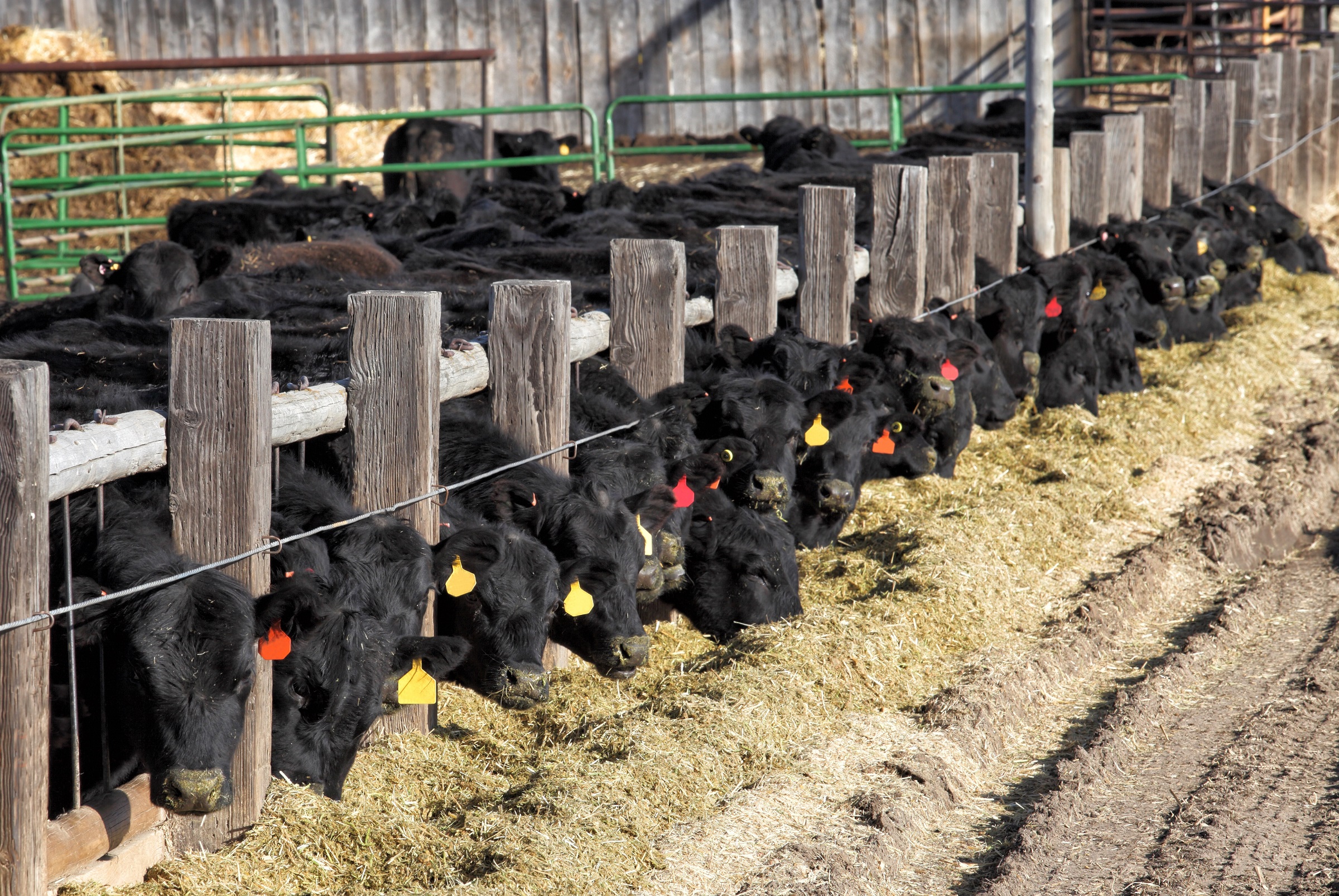 The Rye-SaFe study aims to provide evidence that new feeding concepts promote animal health