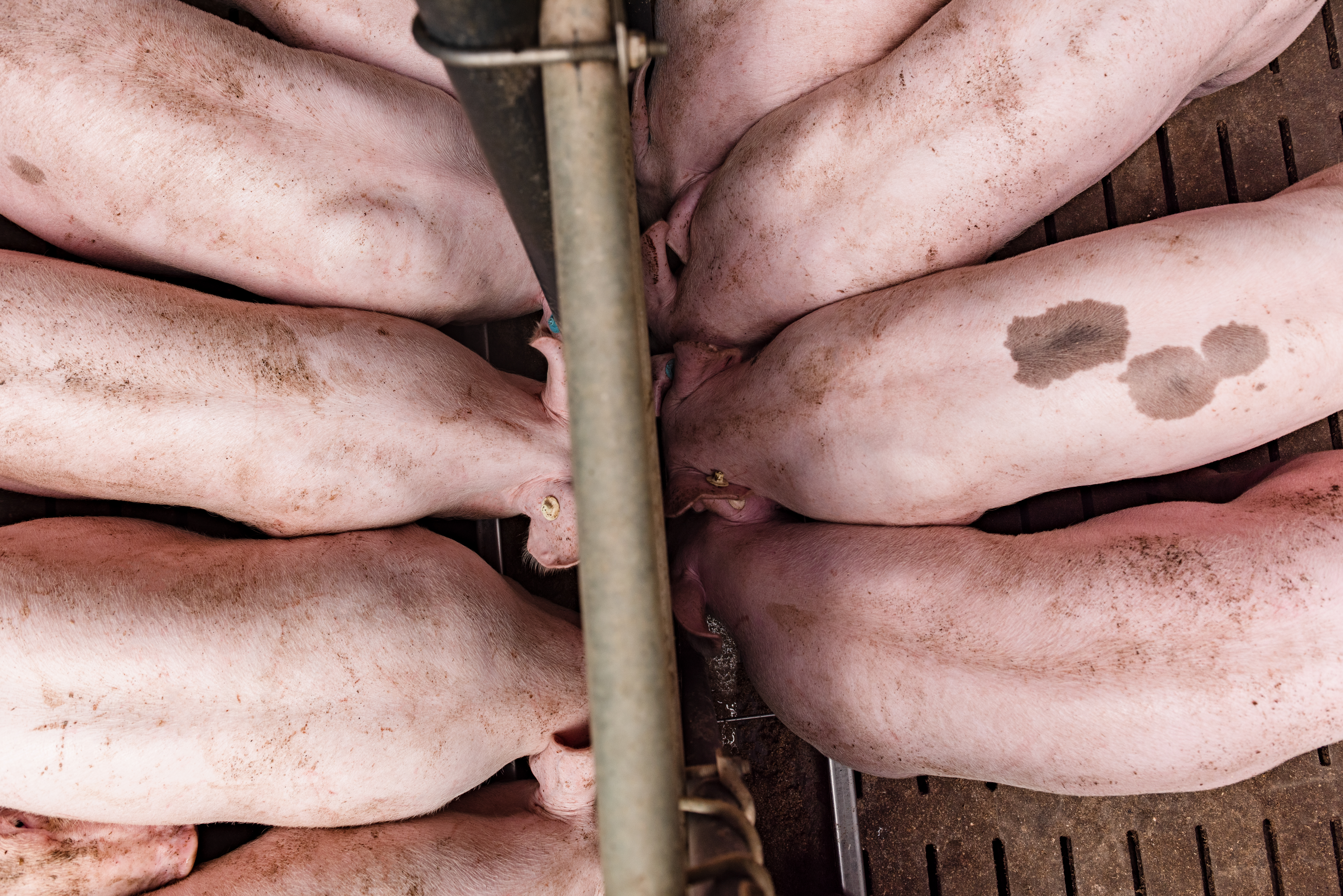 kws-lochow_jaworr_tjr_9705-jpg-kws0920_pigs_shooting_jaworr_tjr_9705.jpg