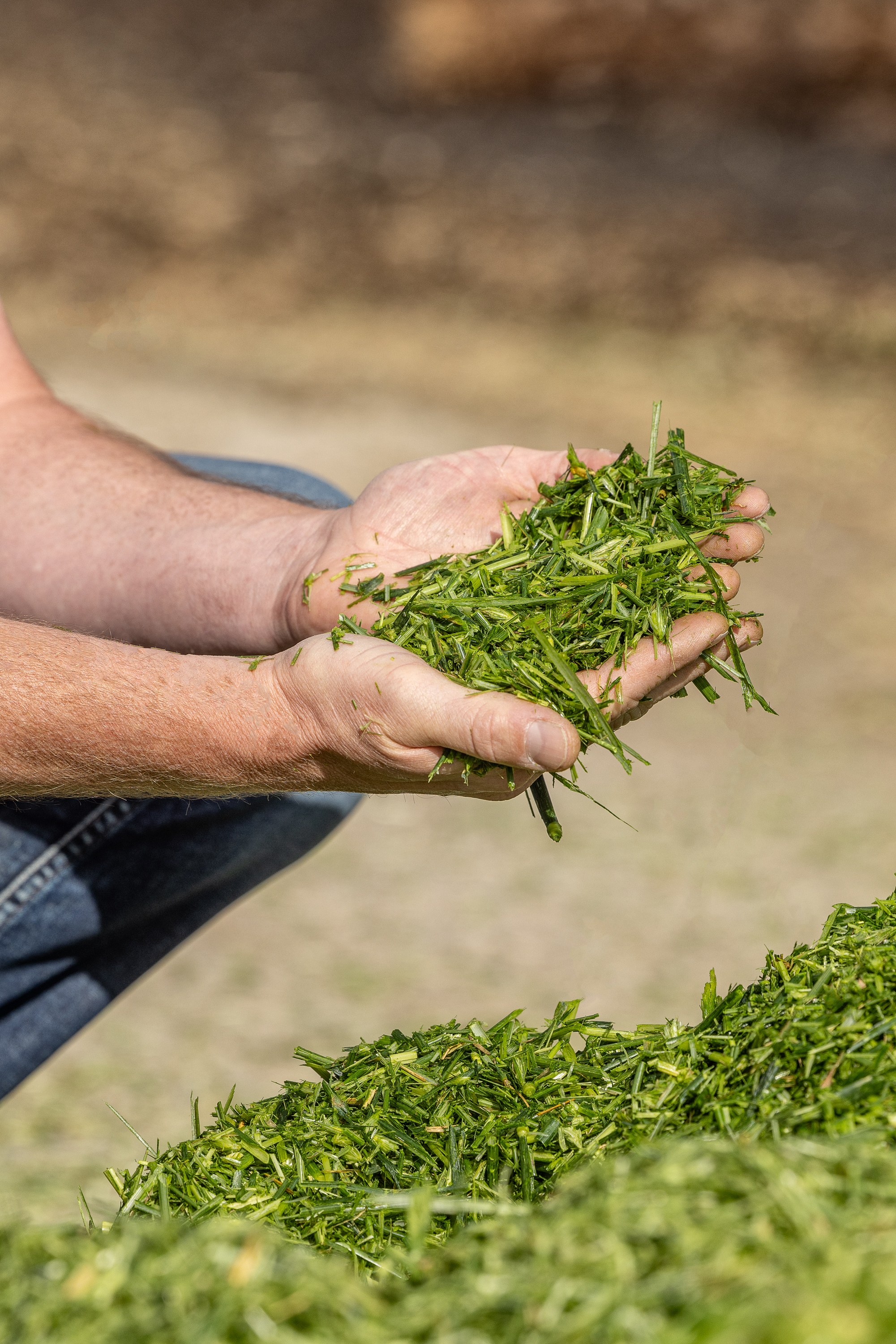 hands holding kws hybrid rye silage