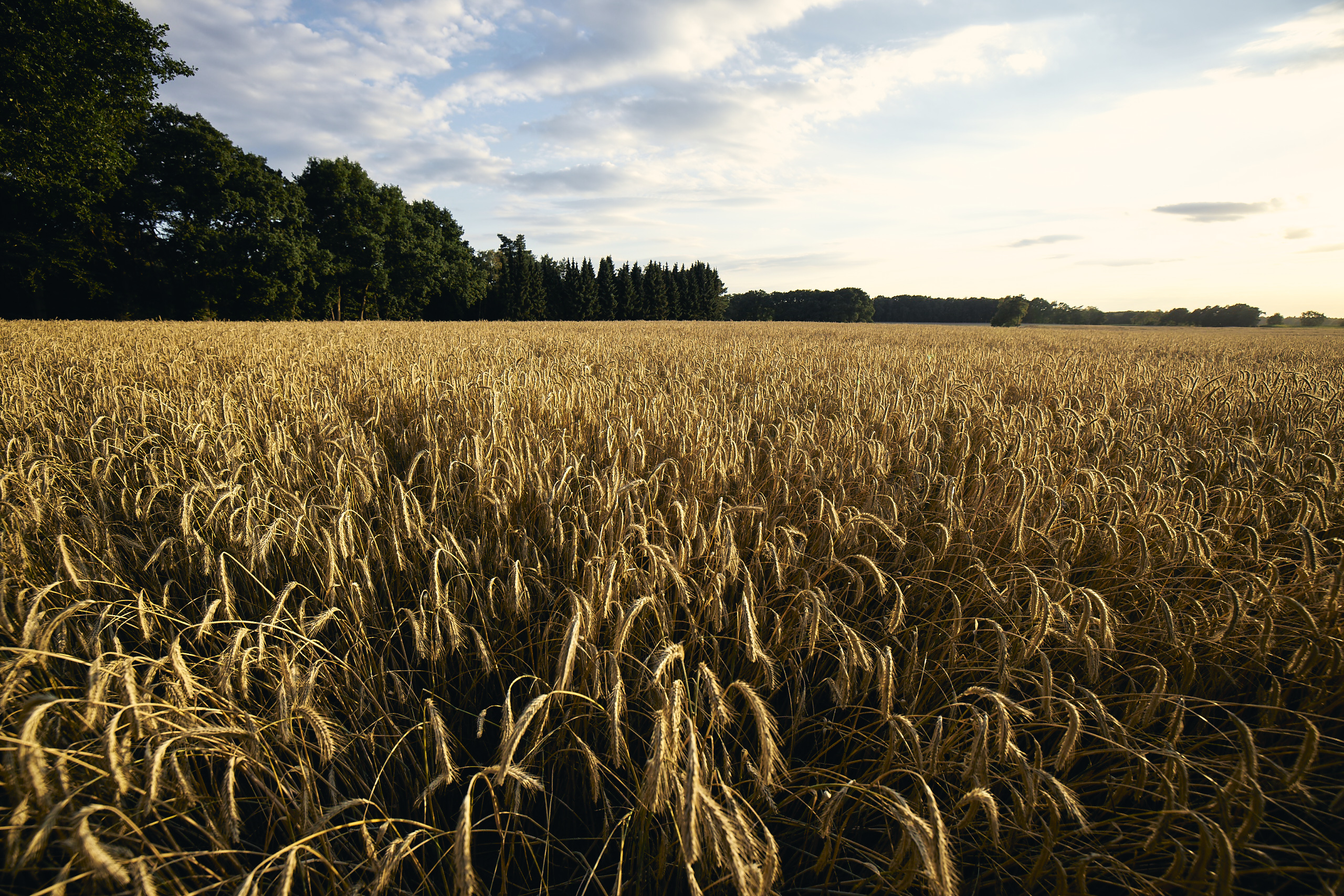 kws hybrid rye field