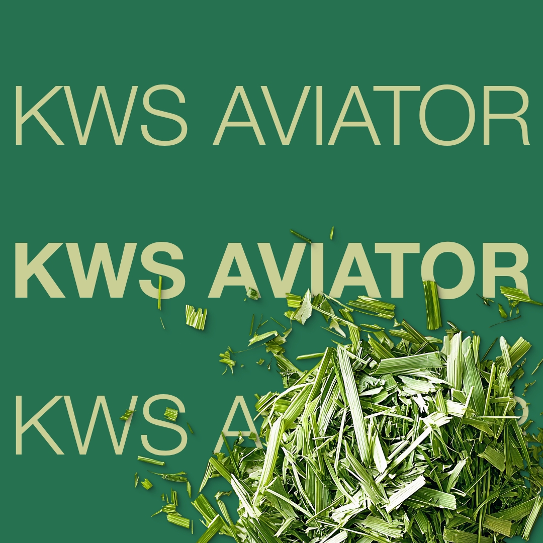 kws aviator hybrid rye variety