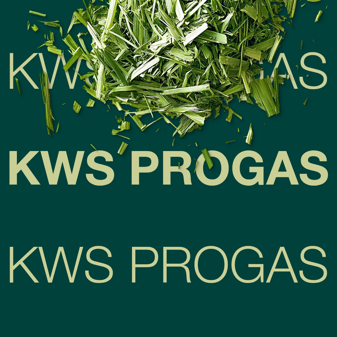 KWS PROGAS hybrid rye variety