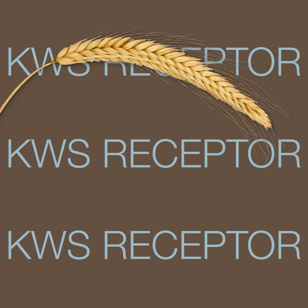 receptor rye