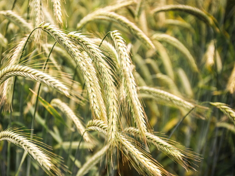 KWS SERAFINO rye variety. Hybrid rye.