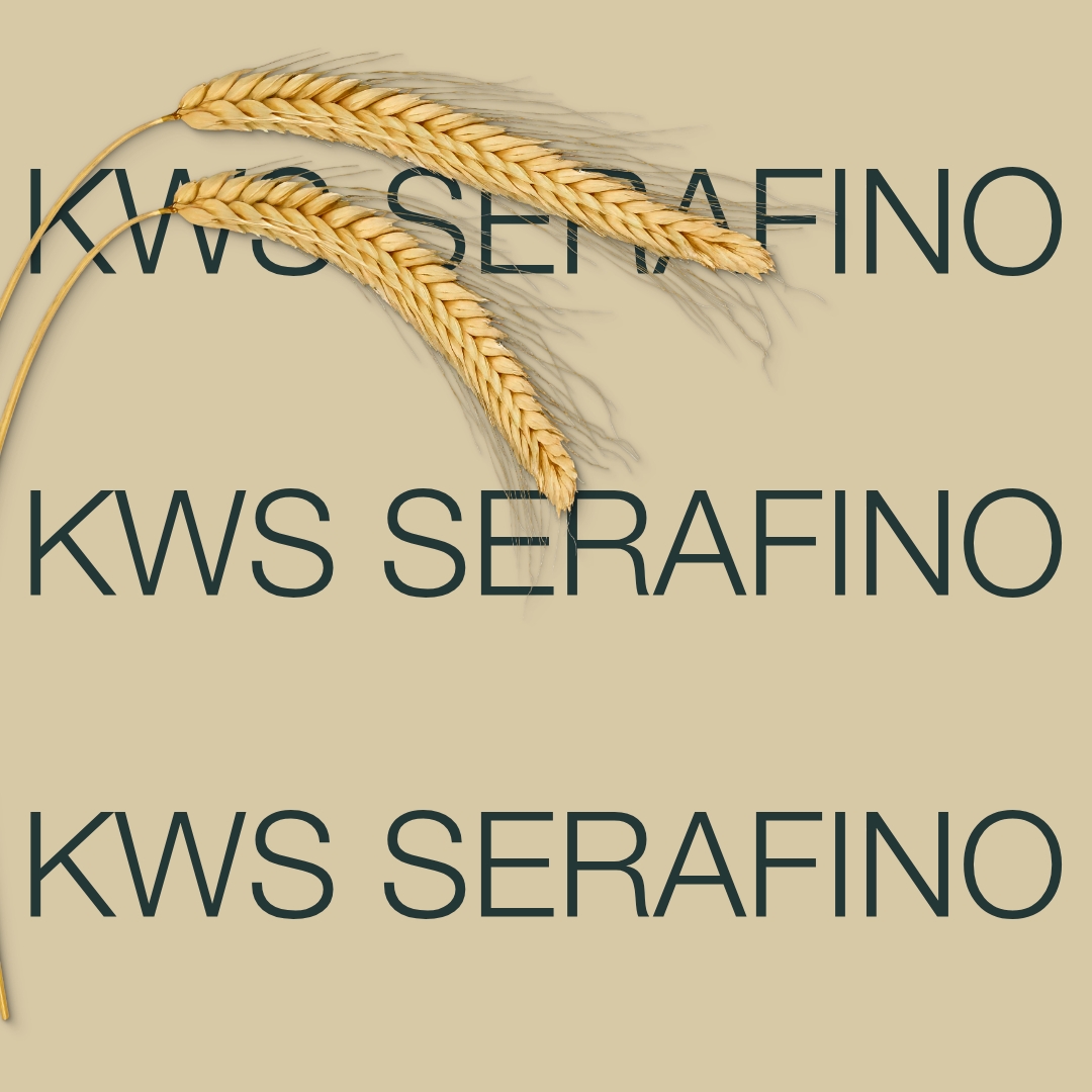 KWS SERAFINO hybrid rye variety