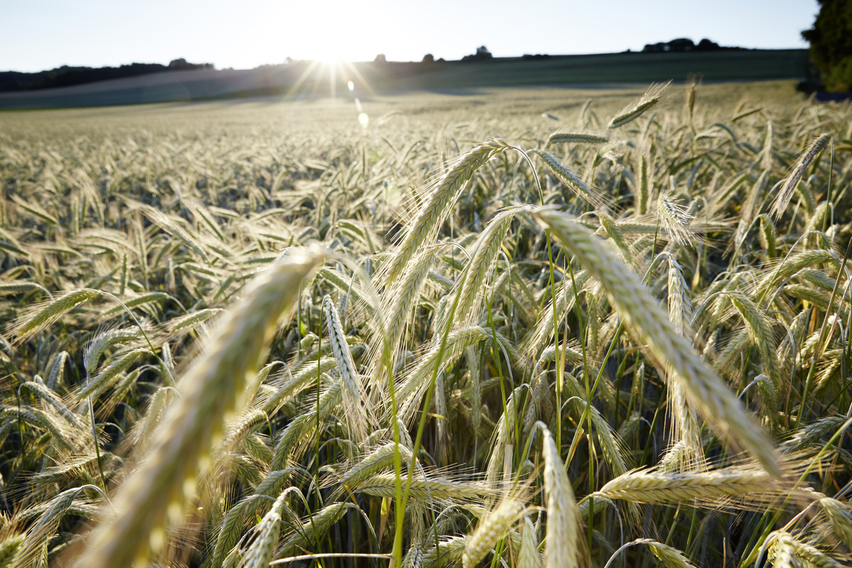 KWS TAYO rye variety. Hybrid rye.