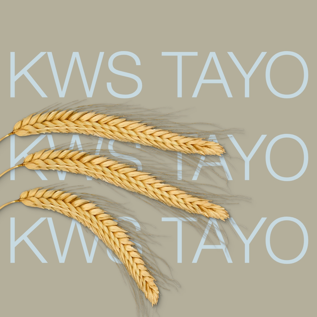 KWS TAYO hybrid rye variety